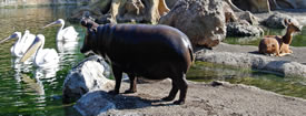 hipopotamo_peq